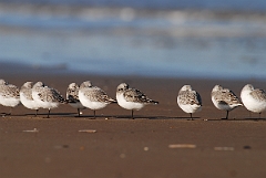 David Plant Photography - Wildlife Photographer - Sanderling flock on beach - B